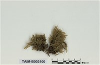 藏品(棉苔科)的圖片